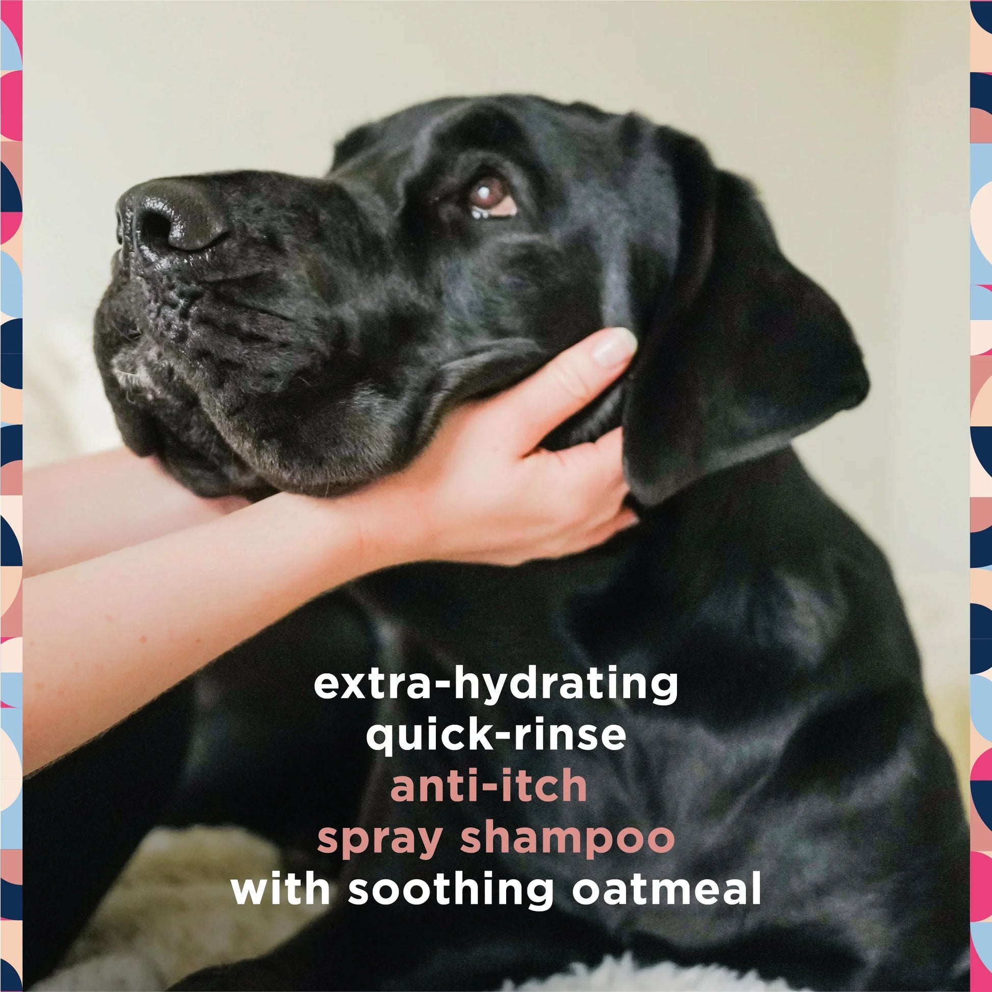 Anti-Itch Dog Shampoo with Two-Way Spray, Honey Oat Blossom, 16Oz